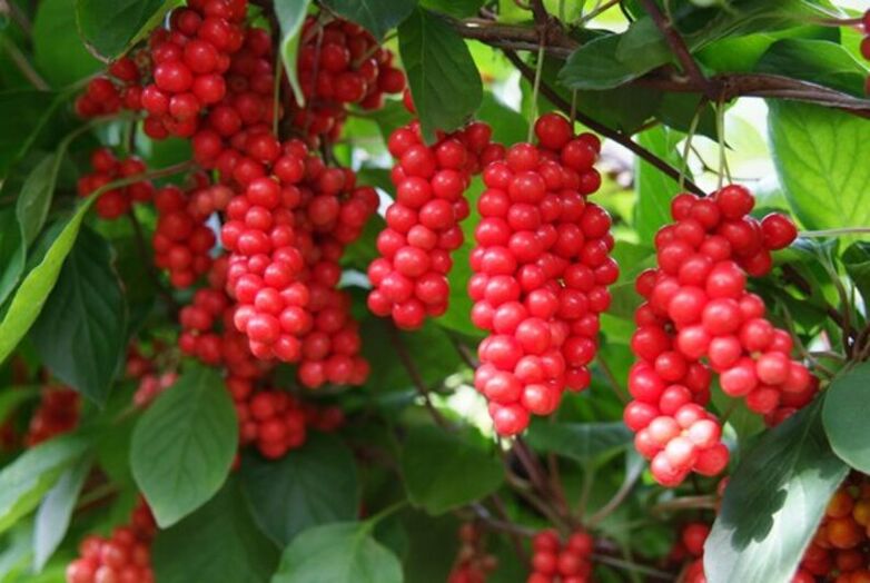 Schisandra pour augmenter la puissance.
